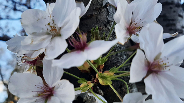 Cherry blossoms